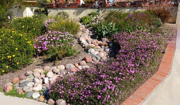 native plants and rocks border sidewalk by home and provide green infrastructure for rainfall absorption