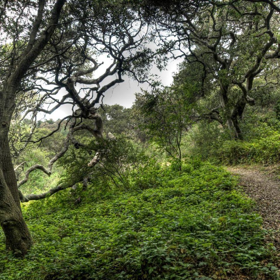 De Anza trail at Junipero Sera Park in San Mateo County allows dogs on leash